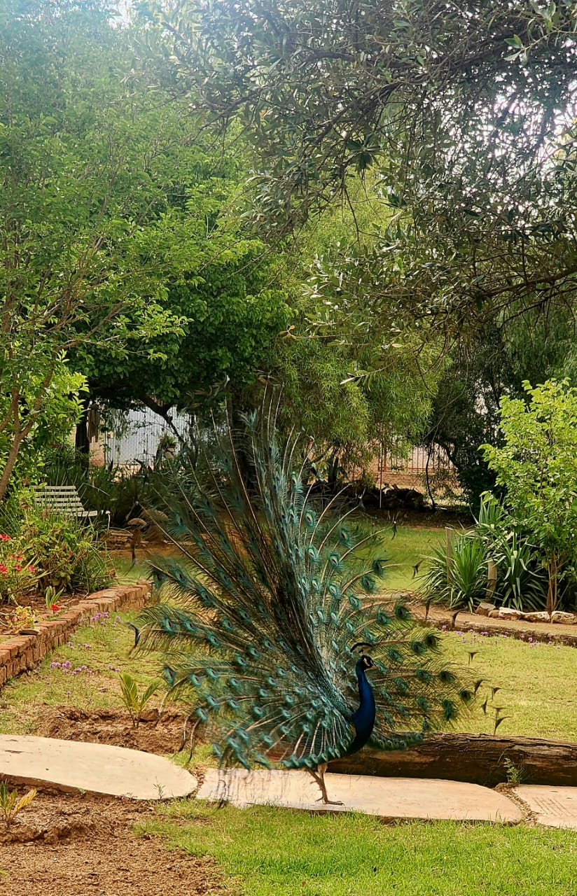 3 Bedroom Property for Sale in Bethulie Free State
